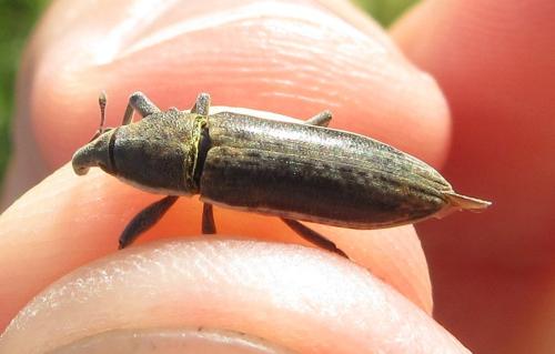 Lixus sp.